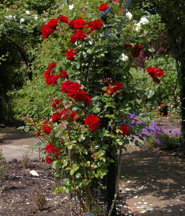 Kletterrose 'Santana®'