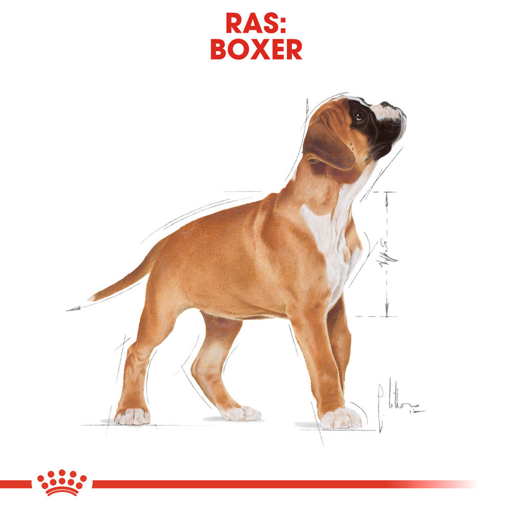 Royal Canin Boxer Puppy - Hondenvoer