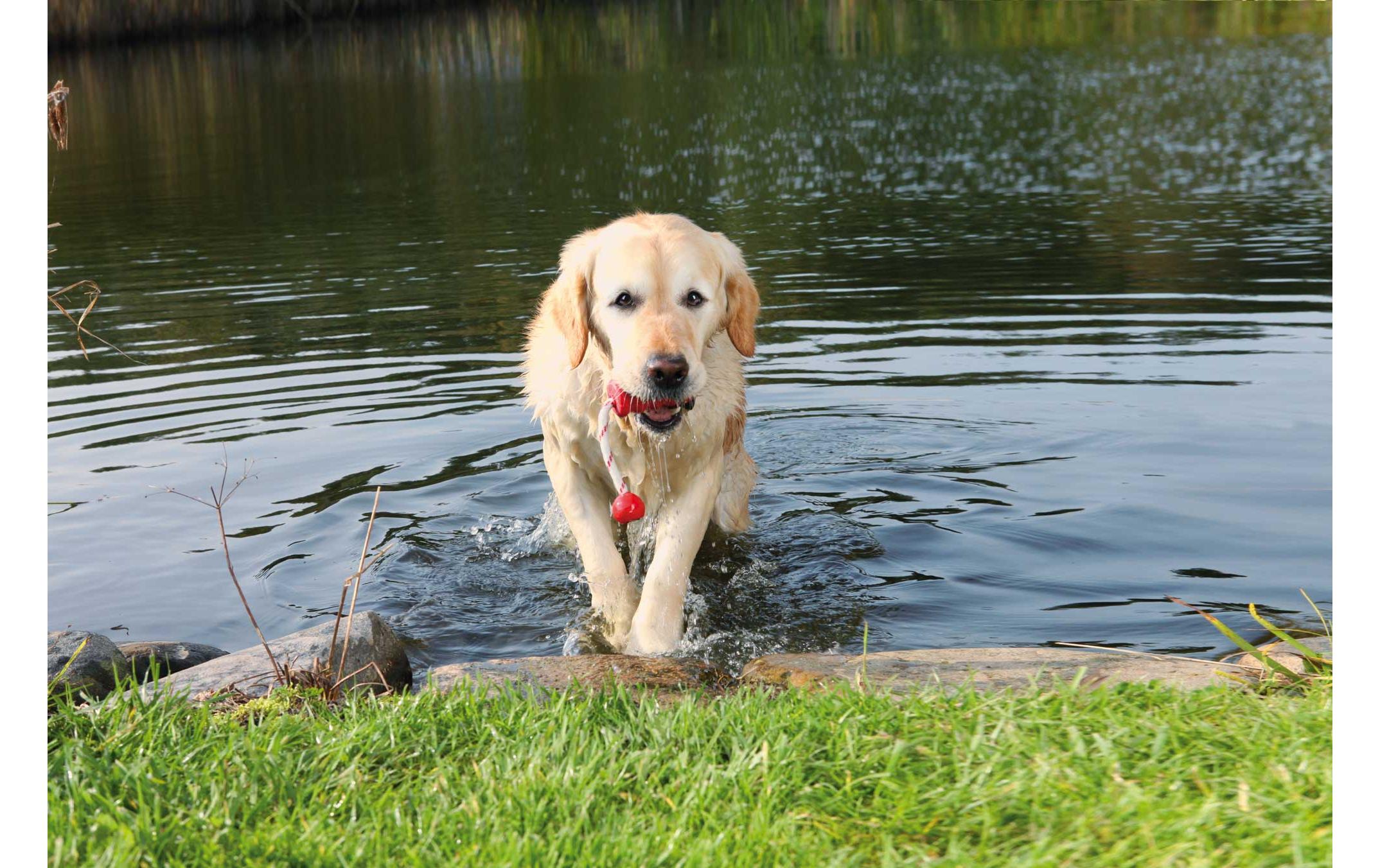 Schwimmspielzeug Aqua Toy MOT-Fun, 22 cm, RotSchwimmendes Hundespielzeug zum Apportieren