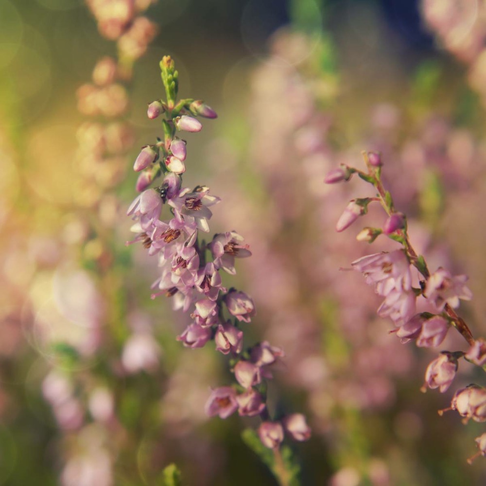 Bruyère d'été winter chocolate/calluna vulgaris 'winter chocolate'[-]godet - 5/20 cm