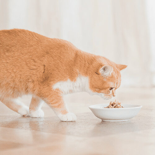 Schesir Kitten Pouch Cream
