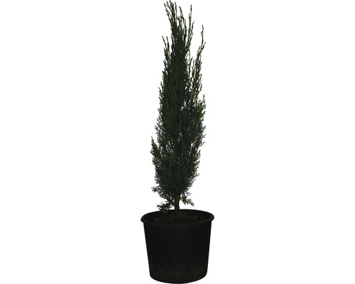 Mediterrane cipres 'Totem' FloraSelf Cupressus sempervirens 'Totem' H 60-70cm Co 3 L