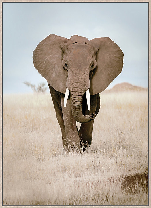 Toile eléphant naturel, bleu Dada Art l.54 x H.74 cm