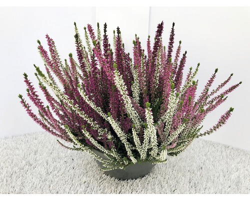 Driekleurige heide (Calluna vulgris 'Beauty Ladies' Trio, Ø 23 cm, schaal, diverse soorten en kleuren)