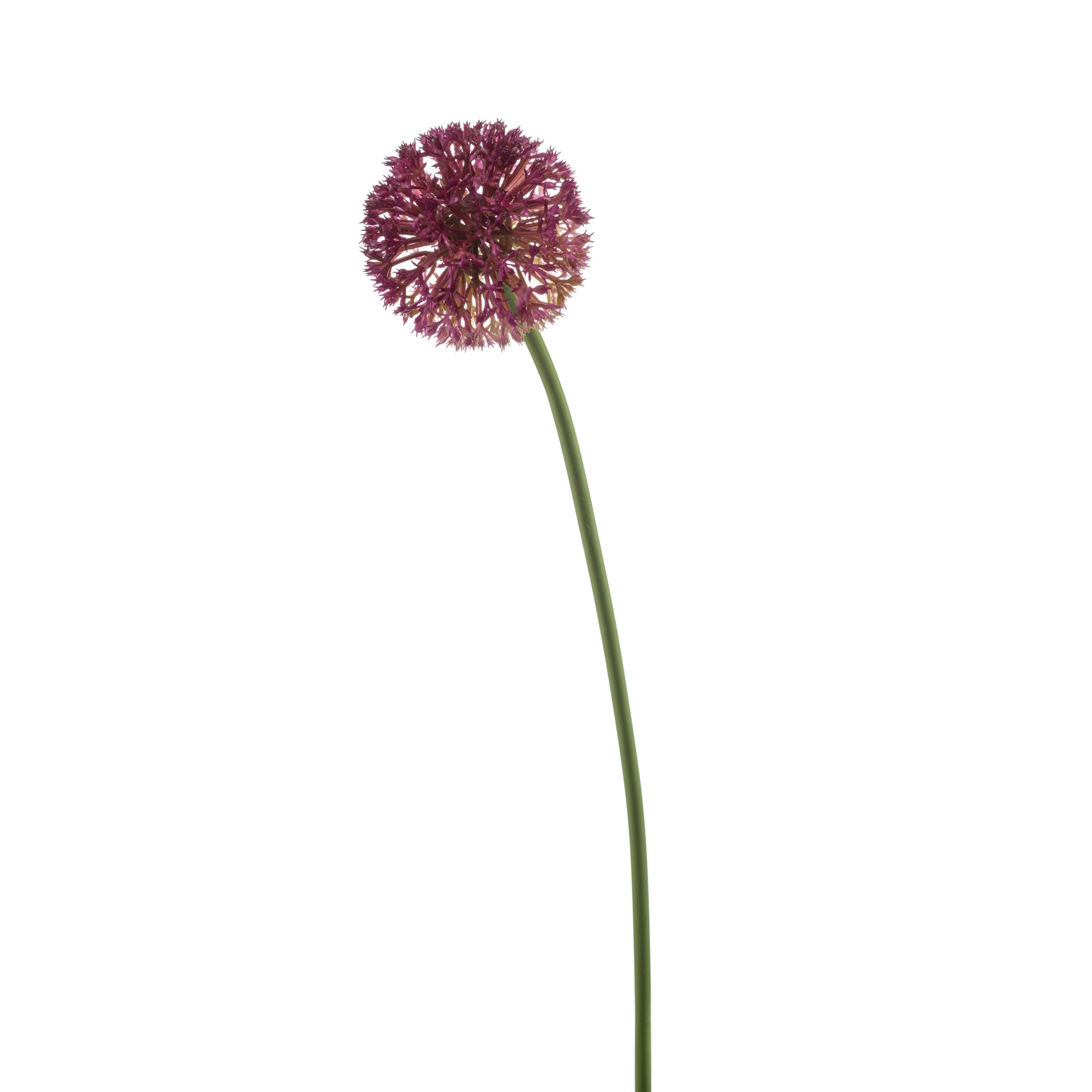 Fleurdirect Kunstbloem Allium Roze -  - 0x60x0cm (BxHxD)