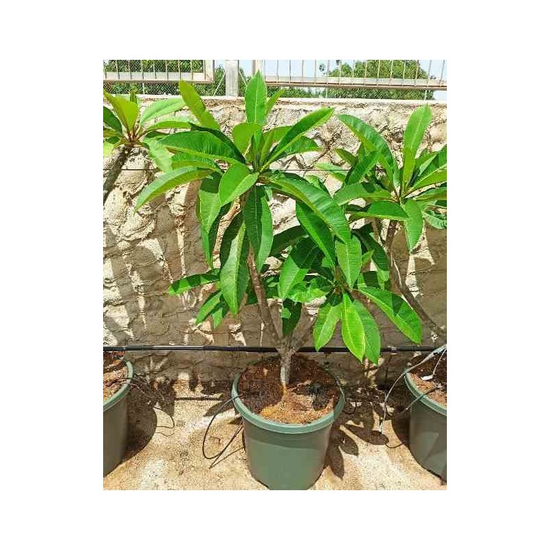 Plumeria rubra blanc a coeur jaune (frangipanier) blanc - taille pot de 40 litres - 130/150 cm
