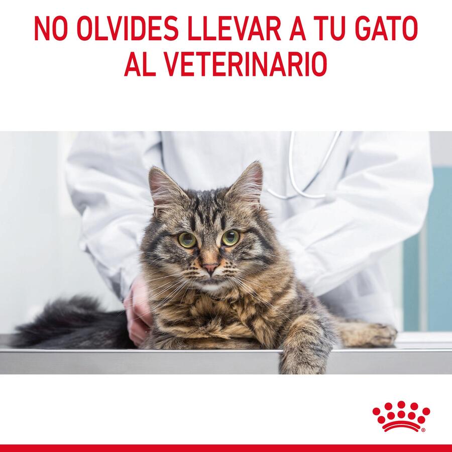 Royal Canin Adult Light Weight Care para gatos