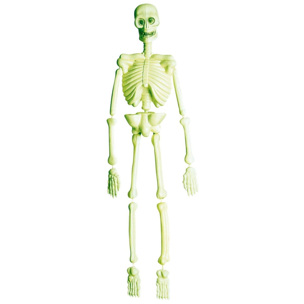 Halloween Skelet Laboratorium 90cm