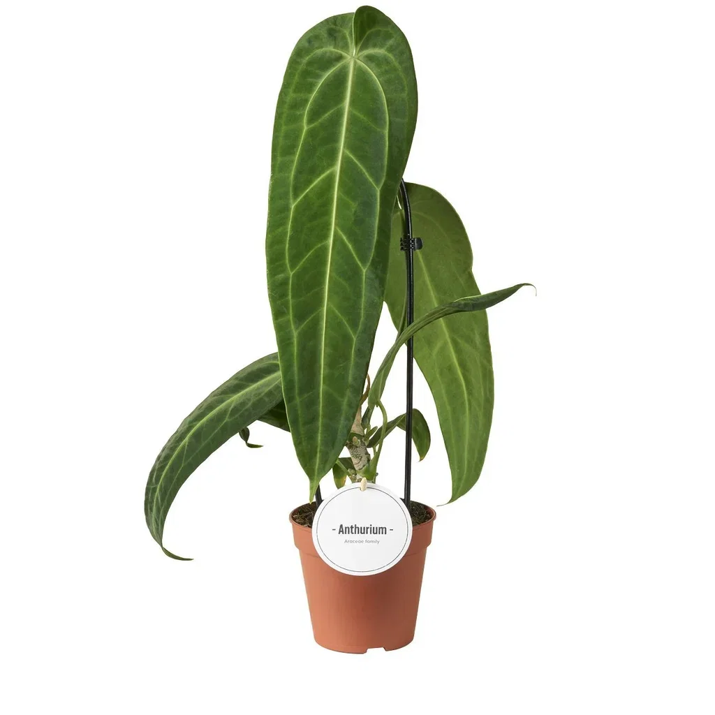 Anthurium warocqueanum Anthurium warocqueanum Høyde 50 cm