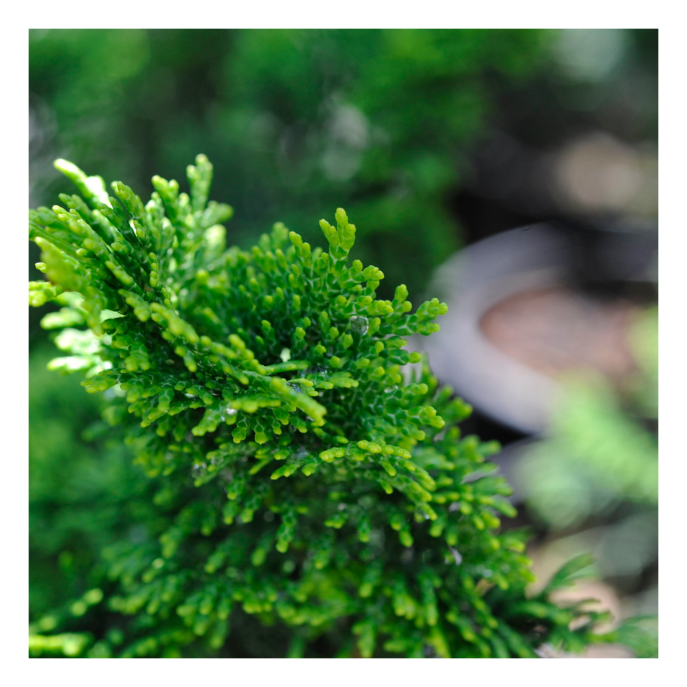 Faux cyprès obtusa nana gracilis (greffée)/chamaecyparis obtusa nana gracilis (greffée)[-]pot de 3l - 20/40 cm