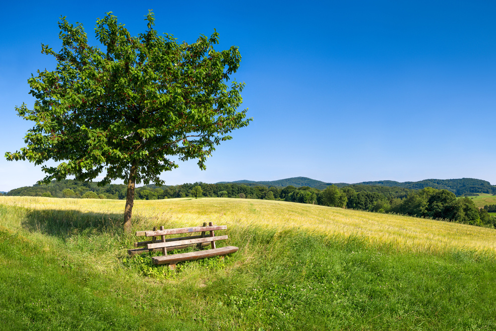 Akustikbild BAUM MIT BANK 80x120cm, 7kg