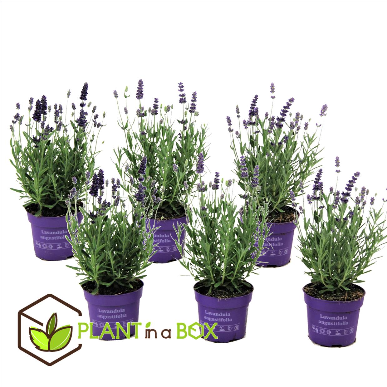 Lavandula angustifolia - x6 - plante de lavande - pot 10.5cm - hauteur 10-15cm