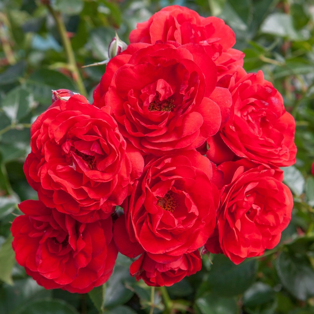 Rosier scarlet bonica ® meiscarlebo le pot de 2l