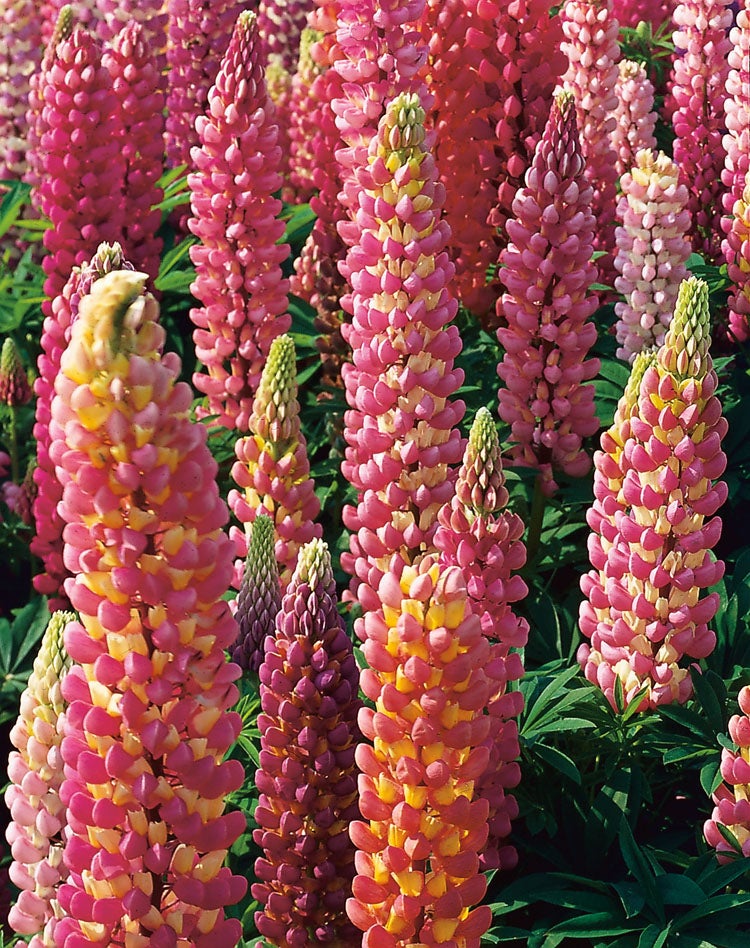 Lupine (Lupinus 'The Chatelaine') D 11 H 100 cm