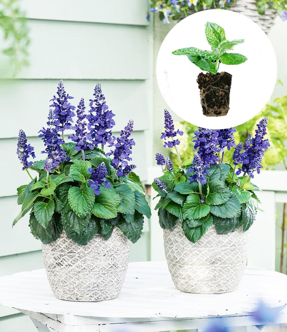 Salvia 'Mysty'