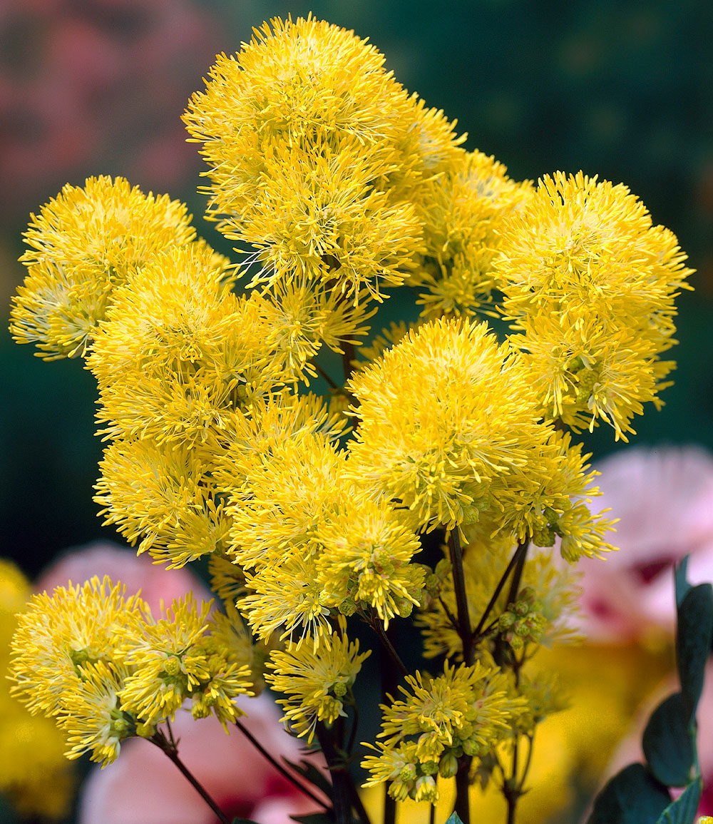 Thalictrum flavum Wiesenraute
