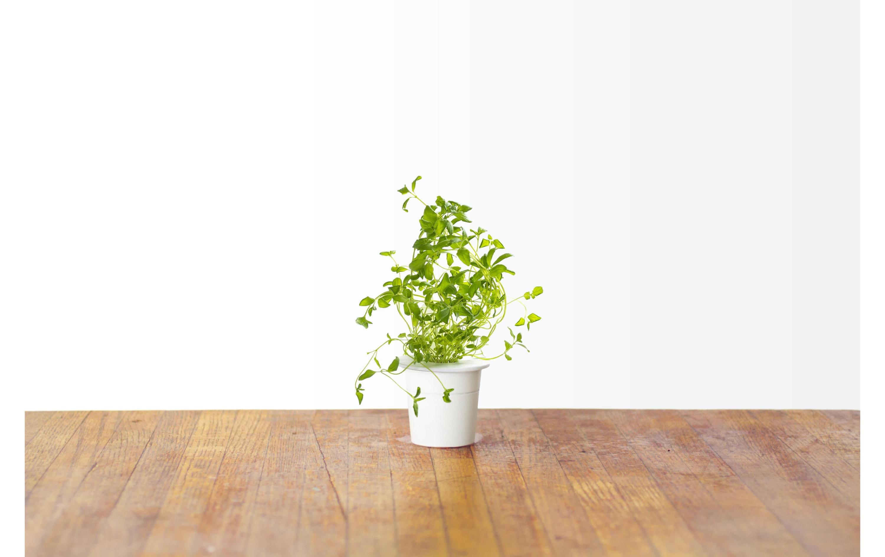 Samen OreganoNachfüllpackung zum Smart Herb Garden