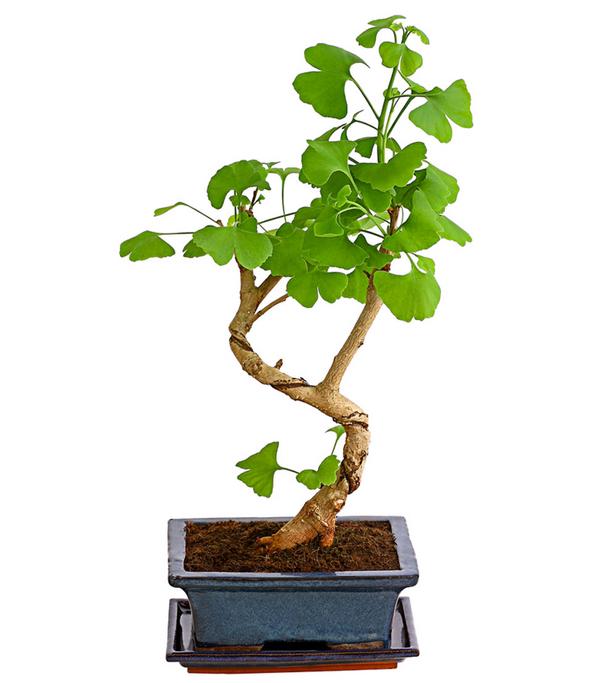 Outdoor-Bonsai Ginkgobaum - Ginkgo biloba