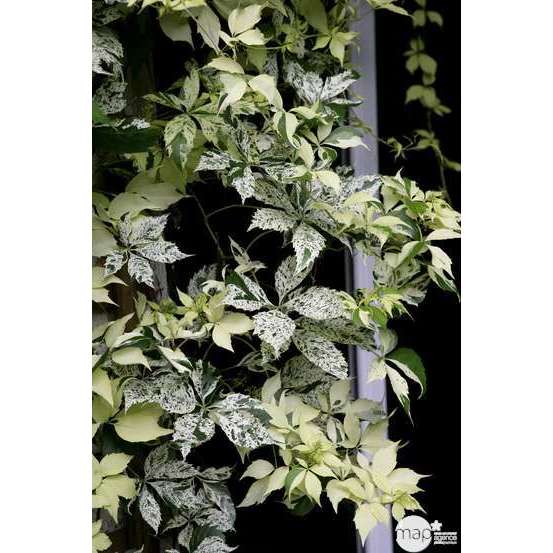 Ampelopsis elegans : hauteur 90/120 cm conteneur de 3 Litres échelle