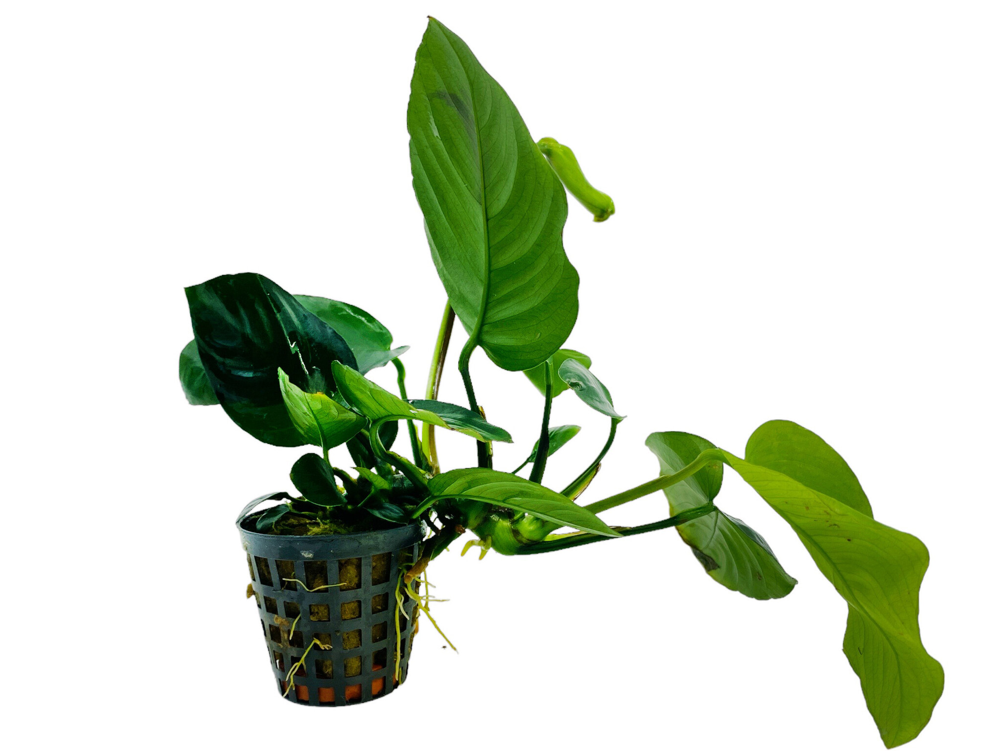 Aquariumplant Anubias Barteri Var.Nana 5cm pot, Waterpant