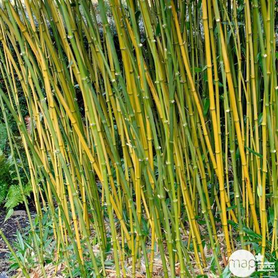 Bambou moyen phyllostachys bissetii: pot de 7 litres