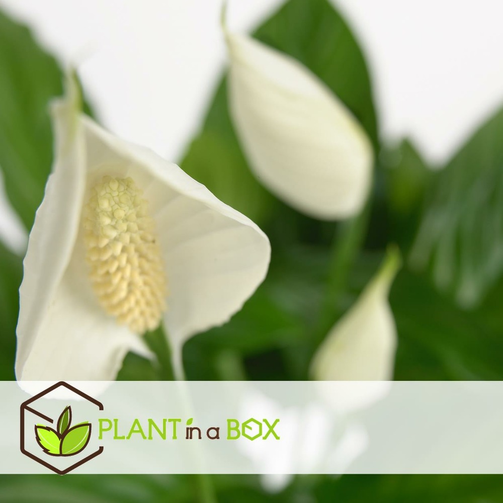 Spathiphyllum 'spoonplant' - set de 3 - pot 12cm - hauteur 30-40cm