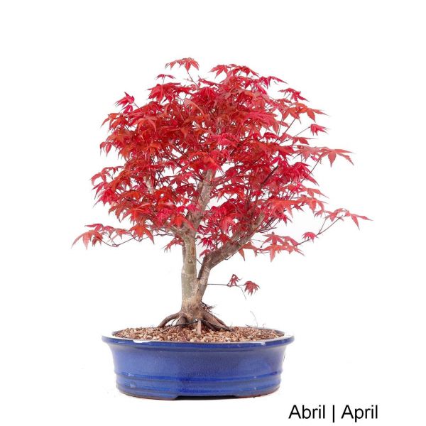 Luso Bonsai Acer Palmtum Deshojo Bonsai de 31 anos - 51754A