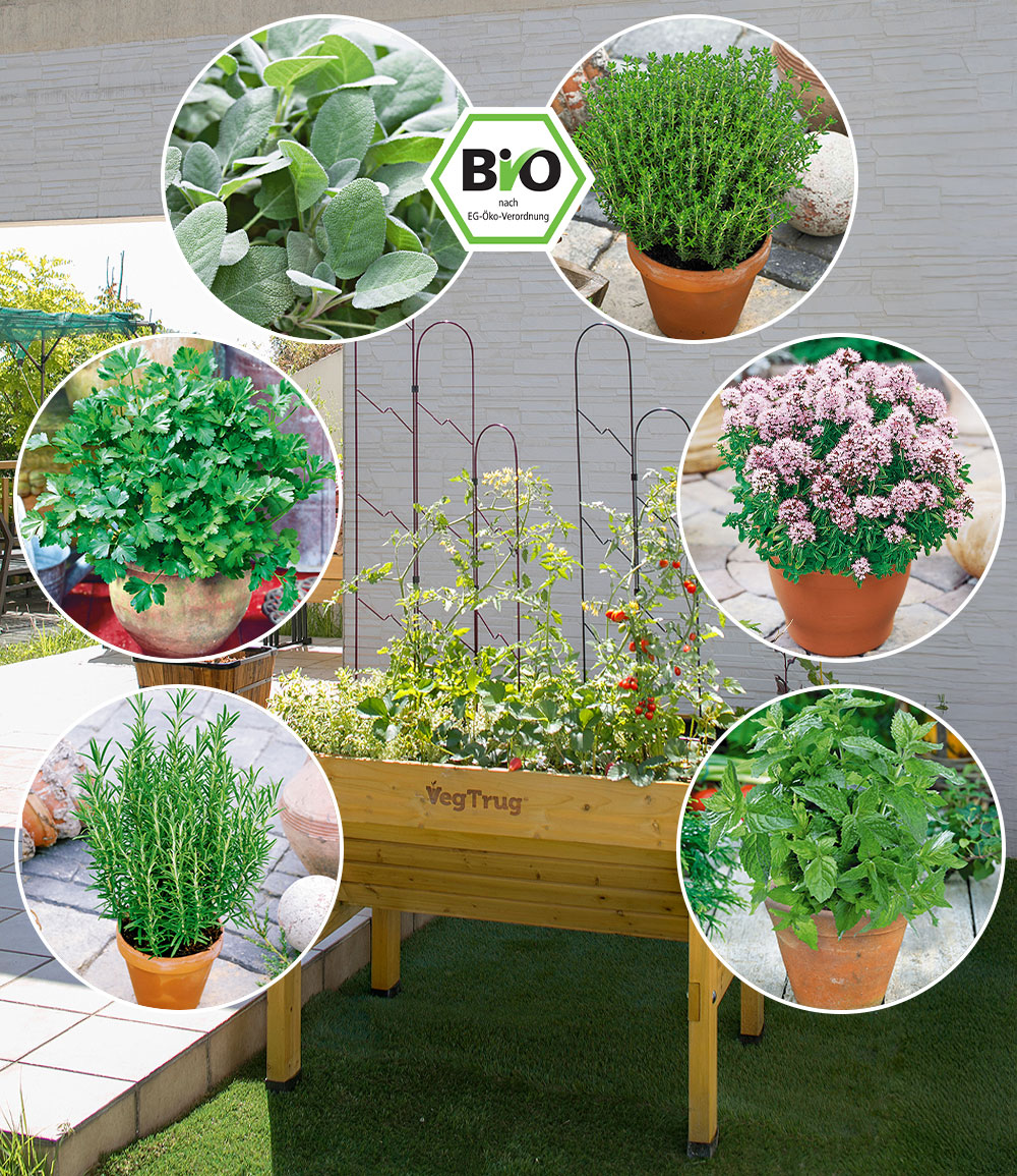 Pflanzenmix für Hochbeete 'BIO Kräuter'