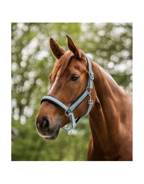 Waldhausen Halter Mesh Korenblauw - Paardenhalster