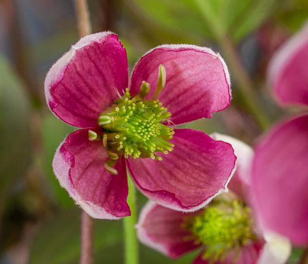 Waldrebe - Clematis 'Van Gogh'