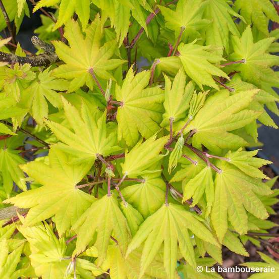 Acer shirasawanum Autumn Moon : C5L h30/40cm