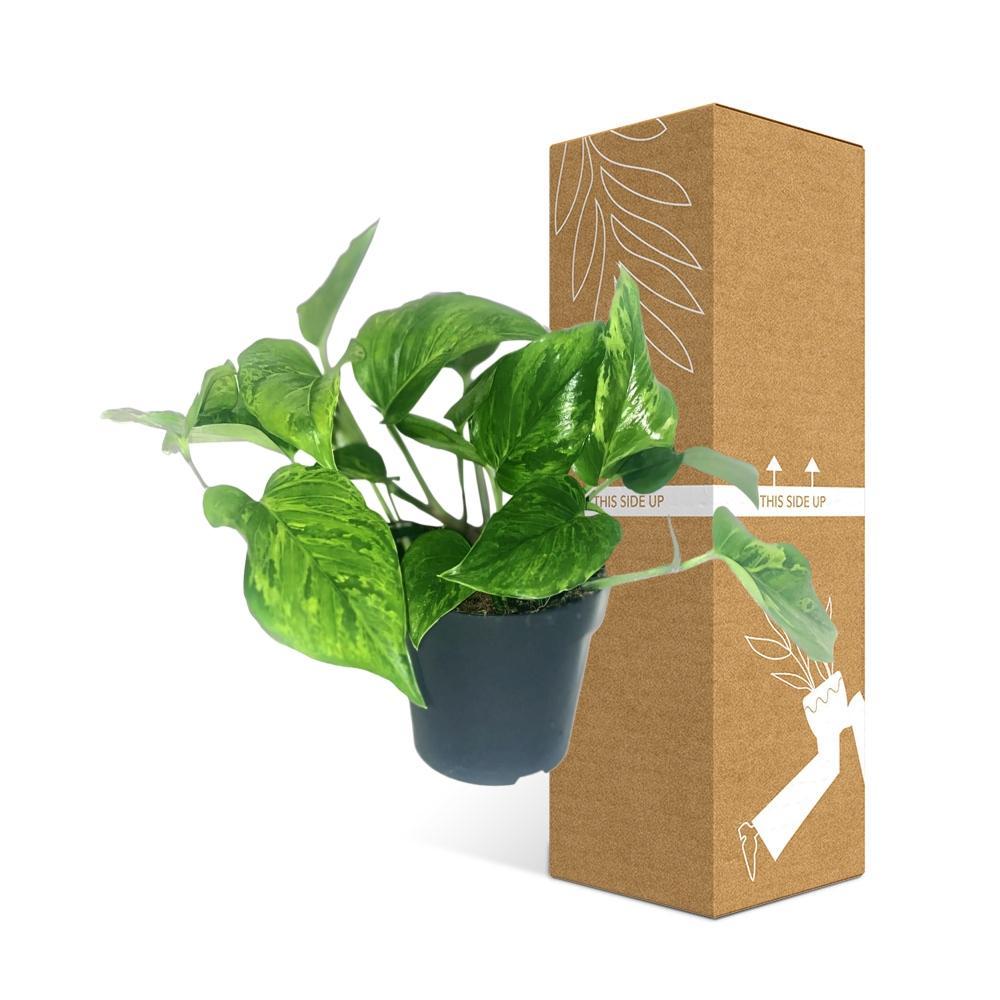 Plante d'intérieur - scindapsus pictus trebie 20.0cm