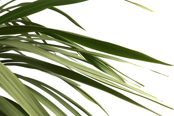 Keulenlilie - Dracaena indivisa