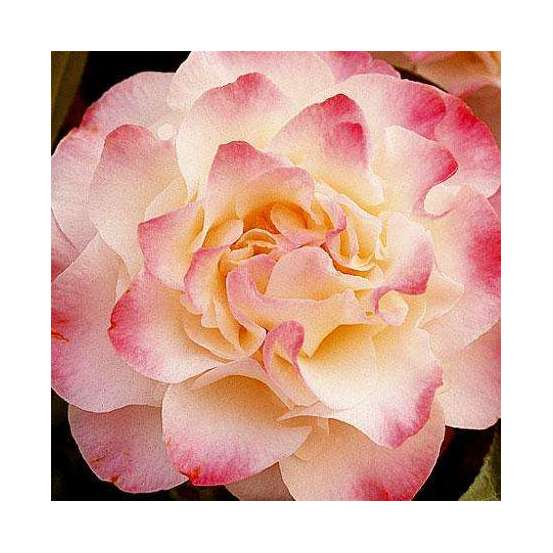 Camellia 'Nuccio's Jewel' : H 40/50 cm, ctr 3 Litres