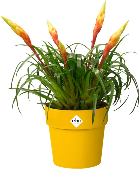Elho bloempot B. for original geel D 6,6 H 6 cm