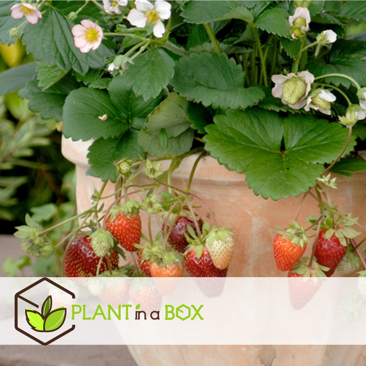 Fragaria x ananassa roman - set de 6 - fraisier - pot 9cm - hauteur 15-20cm
