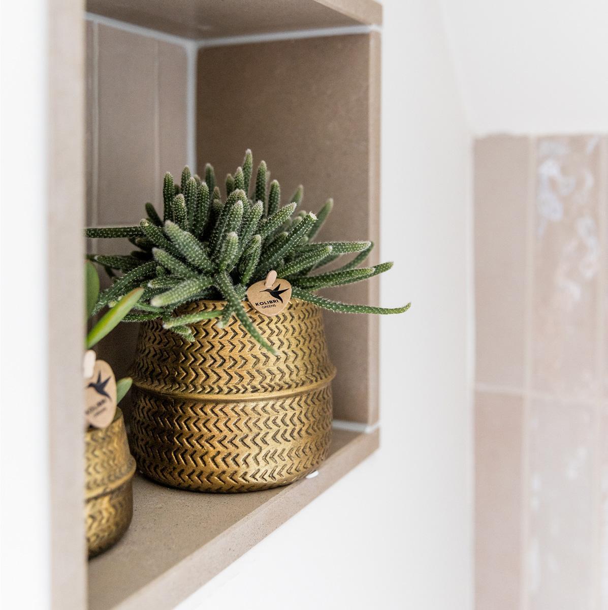 Plante d'intérieur - duo orchidée phalaenopsis blanche et crassula ovata et leurs caches-pots en céramique doré 35cm