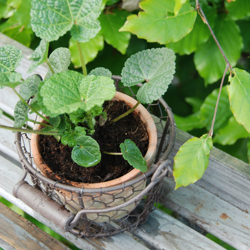 Porte pot métal et pot en terre cuite