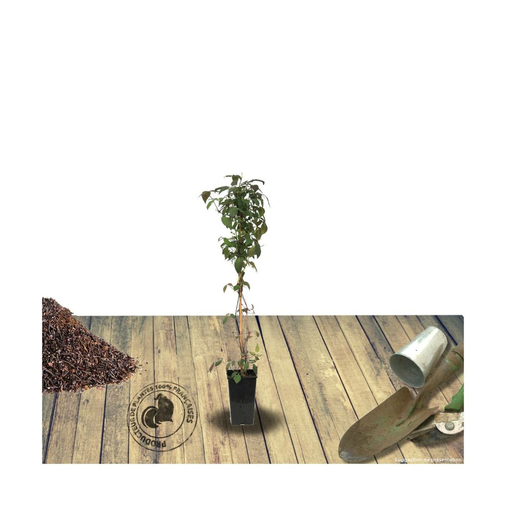 Clématite montana starlet® white perfume 'fpdw2009/clematis montana starlet® white perfume 'fpdw2009[-]godet - 5/20 cm