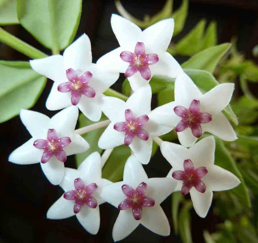 Hoya bella (fleur de porcelaine, fleur de cire) taille pot de 1 litre ? 30/40 cm - blanc et rose