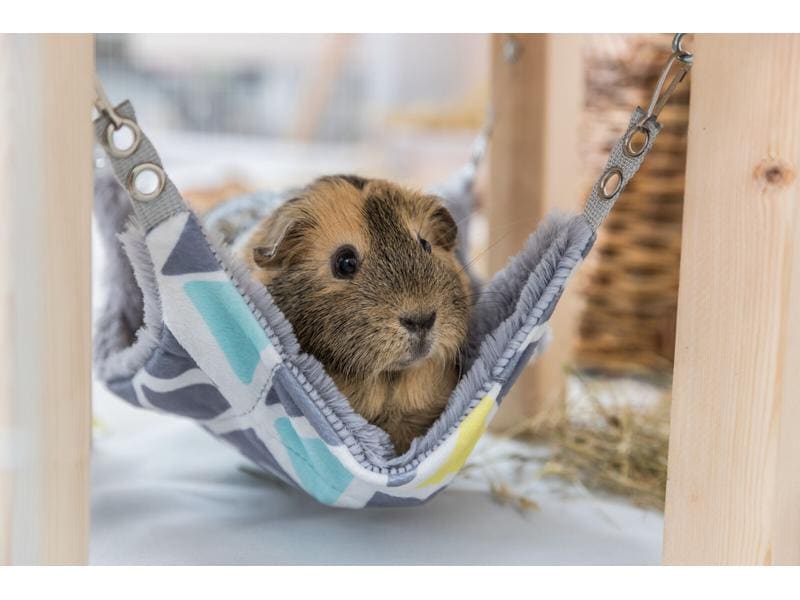 Trixie Unterstand mit Hängematte Sunny, 28 x 24 x 28 cm Unterstand und Liegeplatz für Meerschweinchen
