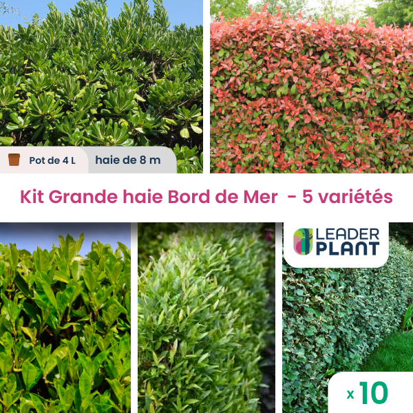 Kit grande haie bord de mer – 5 variétés – lot de 10 plants en pot de 4 l