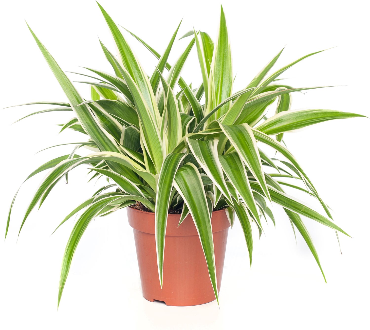 Graslelie (Chlorophytum comosum 'Ocean') D 12 H 15 cm