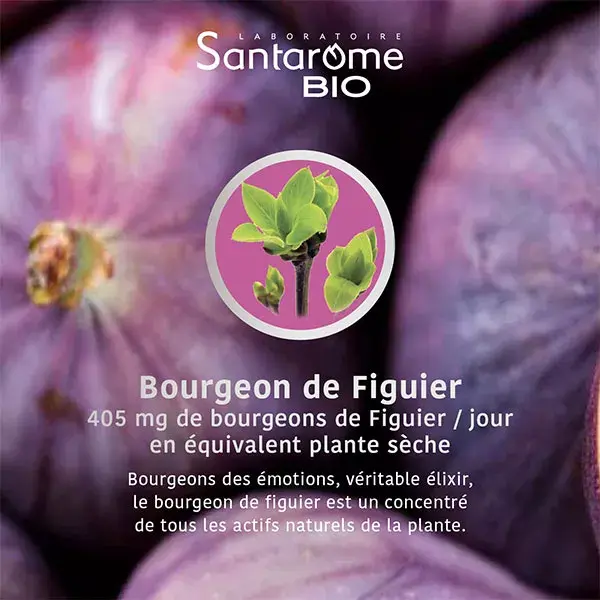 Santarome Orgânico - Broto de Figo Orgânico - Gemoterapia - Frasco de 30ml