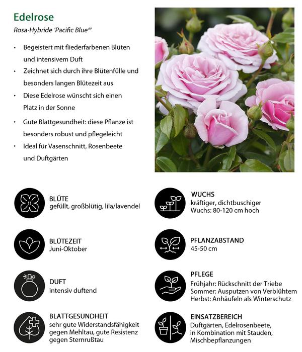 Edelrose 'Pacific Blue®'