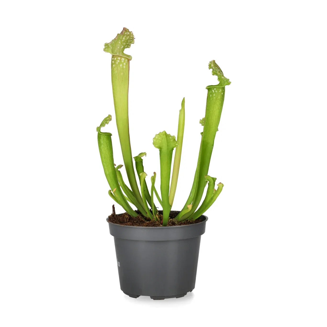 Sarracenia Flytrompet Høyde 35 cm