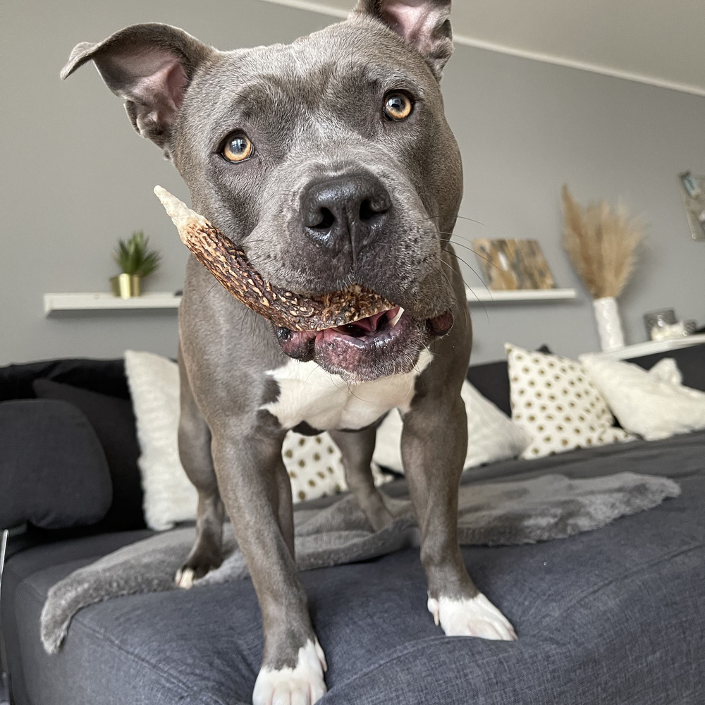 Snack pour chien - bois de cerf l - hirsch-geweihe l - 80g