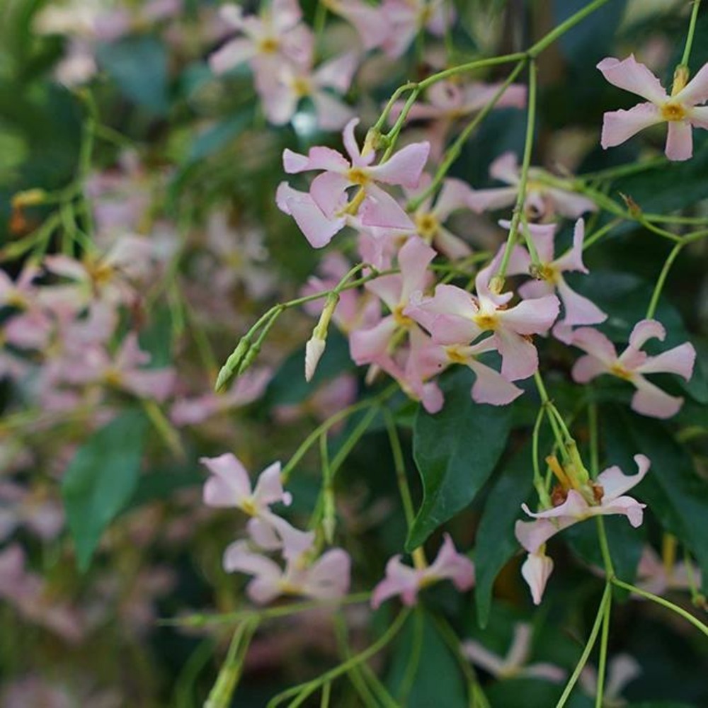 Jasmin étoilé rose - trachelospermum asiaticum 3l