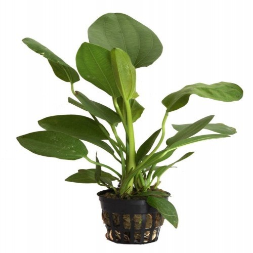 Planta de aquário Tropica Iberia Echinodorus Cordifolius