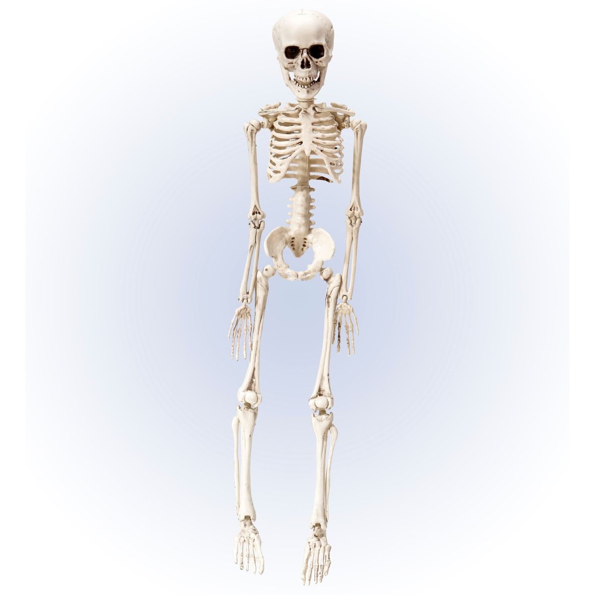 Halloween Skelet Wit 50cm